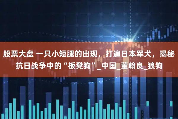 股票大盘 一只小短腿的出现，打遍日本军犬，揭秘抗日战争中的“板凳狗”_中国_董翰良_狼狗